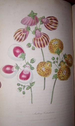 The Floricultural Cabinet and Florists' Magazine, Volume IX: January to December, 1841 AND The Fl...