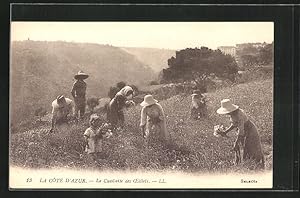 Seller image for Ansichtskarte La Cote D`Azur, La Cueillette des Aeillels, Ernte auf dem Feld, Parfmeur for sale by Bartko-Reher