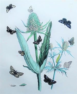 BUTTERFLIES, GRIZZLED SKIPPER Butterfly etc, original antique print 1841
