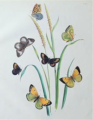 BUTTERFLIES, Small Heath Butterfly etc, original antique print 1841