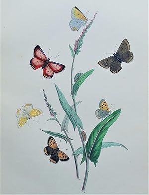 BUTTERFLIES, Common Copper Butterfly etc, original antique print 1841