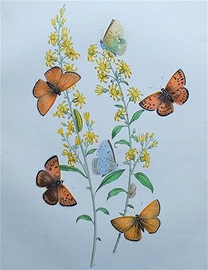 BUTTERFLIES, Tawny Copper Butterfly etc, original antique print 1841
