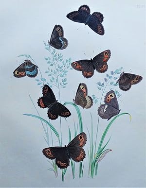 BUTTERFLIES, Arran Brown Butterfly etc, original antique print 1841