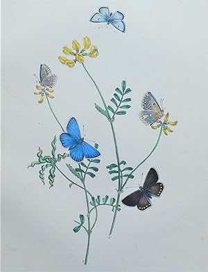 BUTTERFLIES, Polyommatus Eros Butterfly etc, original antique print 1841