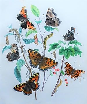 BUTTERFLIES, Great Tortoise-shell Butterfly etc, original antique print 1841