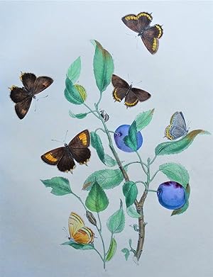 BUTTERFLIES, Brown Hair-Streak Butterfly etc, original antique print 1841