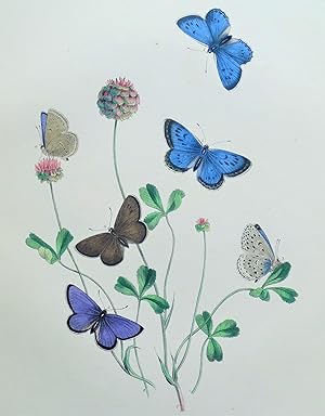 BUTTERFLIES, Large Blue Butterfly etc, original antique print 1841