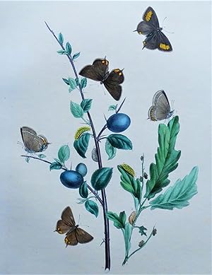 BUTTERFLIES, Thecla Spini Butterfly etc, original antique print 1841