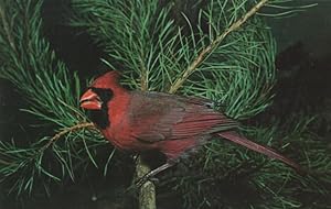 Bild des Verkufers fr state bird postcard: Cardinal zum Verkauf von Mobyville