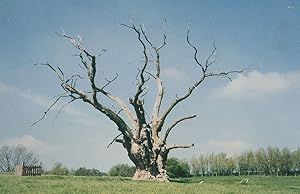 Bunyans Oak Tree Harlington Bedfordshire Beds Postcard