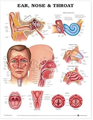 Seller image for Ear, Nose and Throat Anatomical Chart for sale by Pieuler Store