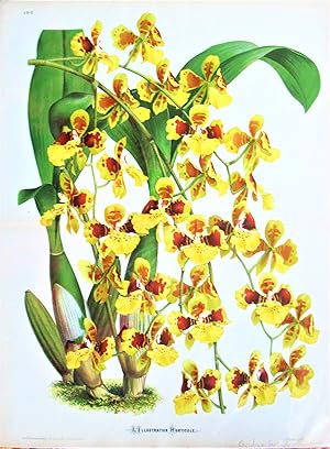 Antique Chromolithograph. Botanical- Oncidium Sarcodes Orchid.