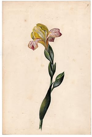 Antique Drawing-IRIS GERMANICA-FLOWER-DE-LUCE-Anonymous-c.1850