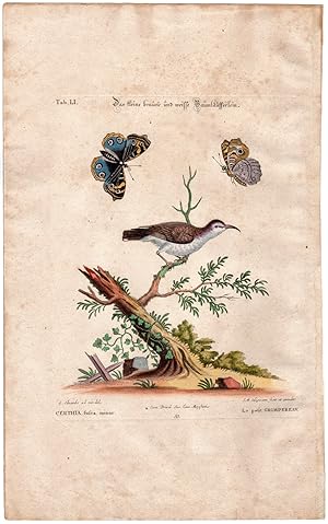 Antique Print-BIRD-BUTTERFLY-THE LITTLE CREEPER-CERTHIA-Edwards-Seligmann-1749