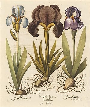 I. Iris Calcedonica latifolia III. Iris Florontina III. Illyrica