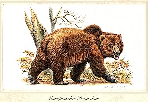 Bild des Verkufers fr Europischer Braunbr (Ursus arctos arctos) Grafikma: 25,5 x 17,5 cm;Hochwertiger Kunstdruck auf sehr schnem, krftigen Kunstdruckpapier in sehr schner Haptik zum Verkauf von Antiquariat Kastanienhof