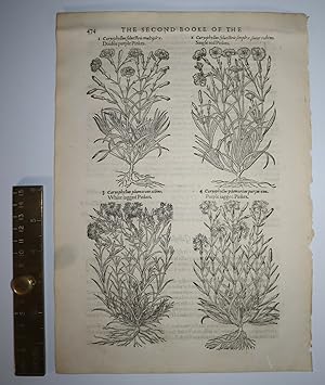 Seller image for Page 473 / 474 ONLY "The Herball or Generall Historie of Plantes. Gathered by John Gerarde of London Master in Chirurgerie" White Mountaine Pinke, Mountaine Pinke, Leafeles Pinkem or rushie Pinke, White wilde jagged Pinkes, Wilde purple jagged Pinkes. [Original Engraved Print - Wormed] for sale by Louis88Books (Members of the PBFA)