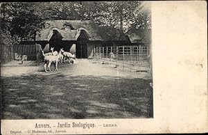 Bild des Verkufers fr Ansichtskarte / Postkarte Anvers Antwerpen Flandern, Jardin Zoologique, Lamas zum Verkauf von akpool GmbH
