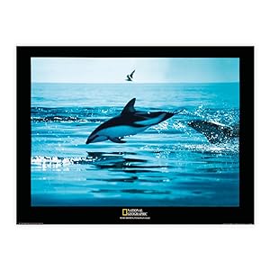 National Geographic - Dusky Dolphins, Patagonia Coast