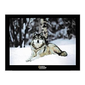 National Geographic - Grey Wolf, Minnesota