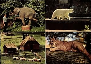 Bild des Verkufers fr Ansichtskarte / Postkarte Wuppertal in Nordrhein Westfalen, Zoo, Elefant, Eisbr, Meerschweinchen, Puma zum Verkauf von akpool GmbH