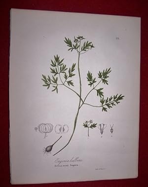 Erigenia Bulbosa - Bulbous-rooted Erigenia
