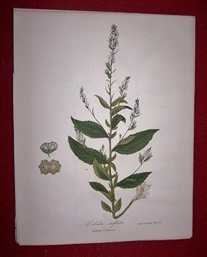 Lobelia Inflata - Indian Tobacco