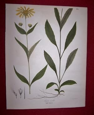 Arnica Mollis - Soft Arnica