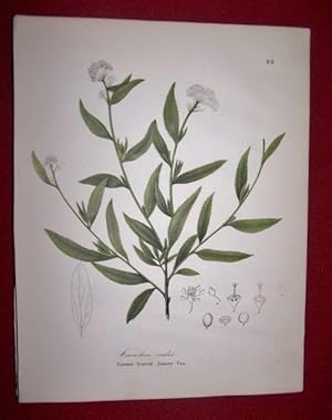 Ceanothus Cralis - Narrow-leaved Jersey Tea