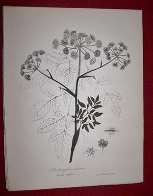 Archangelica Hirsuta - Downy Angelica