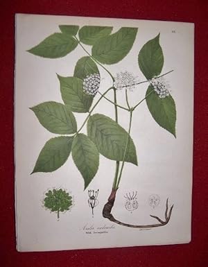 Aralia Nudicaulis - Wild Sarsaparilla