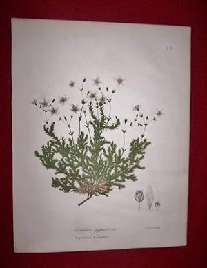 Arenaria Squarrosa - Squarrose Sandwort