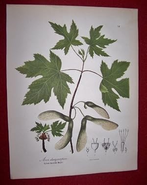 Acer Dasycurpon - Silver-leaved Maple