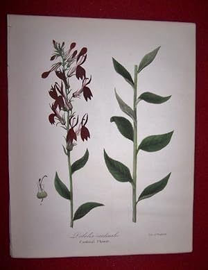 Lobelia Cardinalis - Cardinal Flower