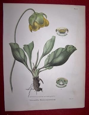 Sarracenia Purpurea, var. Heterophylla - Side-Saddle Flower Yellow Variety