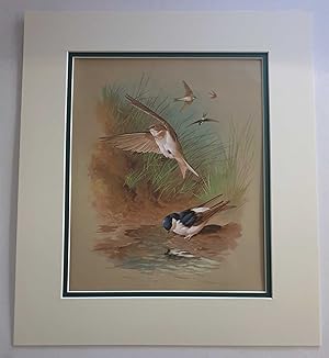 Bild des Verkufers fr House Martin & Sand Martin (1978 Lithograph Birds Print) zum Verkauf von Maynard & Bradley