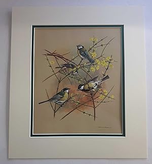 Bild des Verkufers fr Blue & Great Tits (1978 Lithograph Birds Print) zum Verkauf von Maynard & Bradley