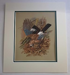 Bild des Verkufers fr The Jay (1978 Lithograph Birds Print) zum Verkauf von Maynard & Bradley