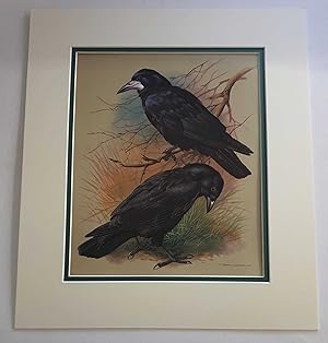 Bild des Verkufers fr Rook & Carrion Crow (1978 Lithograph Birds Print) zum Verkauf von Maynard & Bradley
