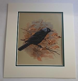 Bild des Verkufers fr The Jackdaw (1978 Lithograph Birds Print) zum Verkauf von Maynard & Bradley