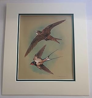 Bild des Verkufers fr Swift and Swallow (1978 Lithograph Birds Print) zum Verkauf von Maynard & Bradley