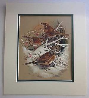 Bild des Verkufers fr Redwing & Fieldfare (1978 Lithograph Birds Print) zum Verkauf von Maynard & Bradley