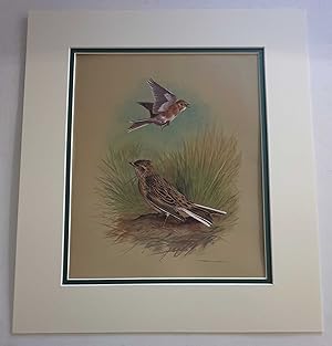 Bild des Verkufers fr The Sky Lark (1978 Lithograph Birds Print) zum Verkauf von Maynard & Bradley