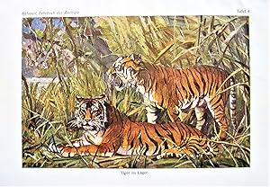 Antique Chromolithograph. Tigers.