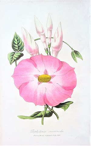 Antique Chromolithograph. Botanical- Orchid (Dipladenia Crassinoda).