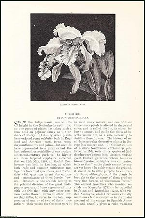 Seller image for Orchids : Lycaste ; Epidendrum Prismatocarpum ; Dendrobium Nobile ; Masdevallia Denisoniana & more. An uncommon original article from the Harper's Monthly Magazine, 1886. for sale by Cosmo Books