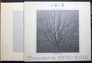 Seller image for Tree, a Blade of Grass (English / Japanese) for sale by Graphem. Kunst- und Buchantiquariat