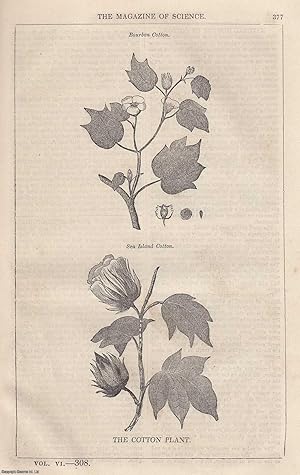 1845, The Cotton Plant. A full page engraving featured in a complete issue of The Magazine of Sci...