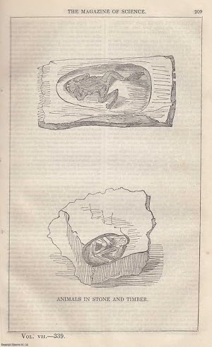 1846, Animals in Stone and Timber. A full page engraving featured in a complete issue of The Maga...