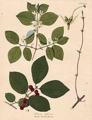 Imagen del vendedor de Lonicera Xylosteum - Roode Honds-Bessen" - Geiblatt Rote Heckenkirsche fly honeysuckle flower Blume Blumen botanical Botanik botany a la venta por Antiquariat Steffen Vlkel GmbH